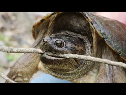 YouTube reptile video