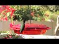 Hummingbird feeding in slo-mo