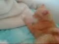 tigger happy tigger happy