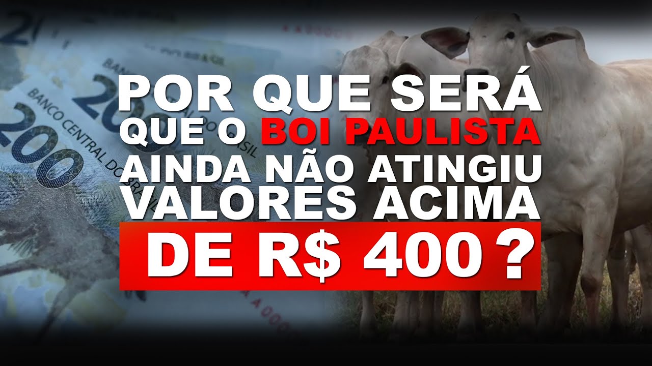 POR QUE SERÁ QUE O BOI PAULISTA AINDA NÃO ATINGIU VALORES ACIMA DE R$ 400
