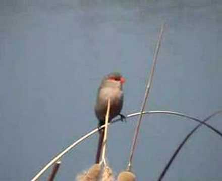Common Waxbill