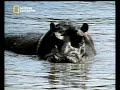 NATIONAL GEOGRAPHIC CHANNEL Nilpferd rettet Antilope