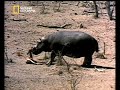 NATIONAL GEOGRAPHIC CHANNEL Nilpferd rettet Antilope
