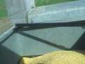 Harvesting soybeans with a Gleaner E