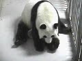 Lun Lun & Mei Lan - \"Tender Moments\"
