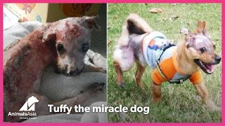 Tuffy, a dog who refused to be beaten by cruelty