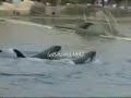 Orcas at Marineland Antibes
