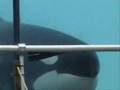 Orcas at Marineland Antibes