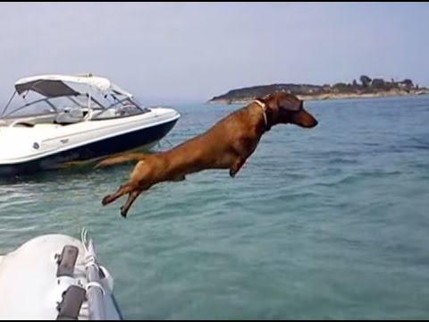 dogs at the holidays - Spithas, the Dachshund from Greece, is on vacation! After he wakes up he goes for a swim at the sea. Then he shows how smart he is by performing some funny t...