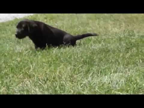 Black Lab Puppies For Sale