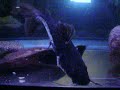 tiger shovel nose/ rdtail catfish cross feeding.
