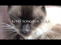 Cute Kittens Star In Kitty Kitty Kitty Rap : From The Michael Cheney Show