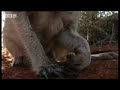 Meerkat baby bitten by venomous snake -  BBC wildlife