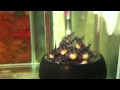 Cyphotilapia breeding at "PISCES" farm - PISCES
