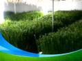 The Production of Wheatgrass Powder.flv