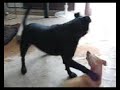 gaja and paxx playing2