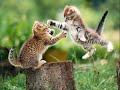 Funny Cat Pictures Funny Cat Pictures