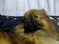 Kouga howl