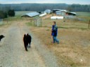 when cows attach when cows attach