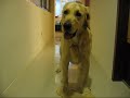 Dino the Golden Retriever - Zoomies...Then and Now