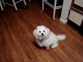 Puppy Jack can 360 on two feet Bichon Frise Puppy Jack can 360 on two feet Bichon Frise