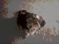 Oscar the Dog