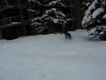 videos de Hamish in Snowmass