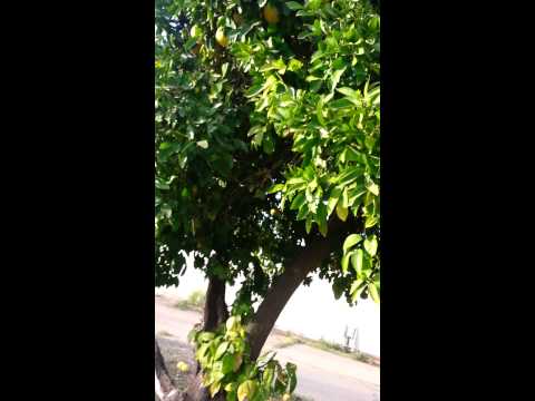 how to harvest grapefruit