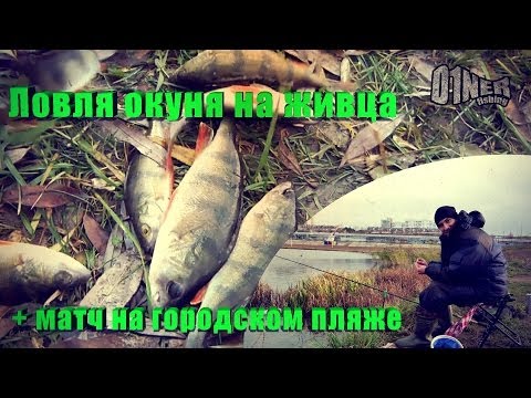 ловля окуня на пляже ловля окуня на пляже