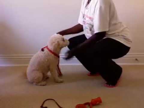 how to fasten a dog harness