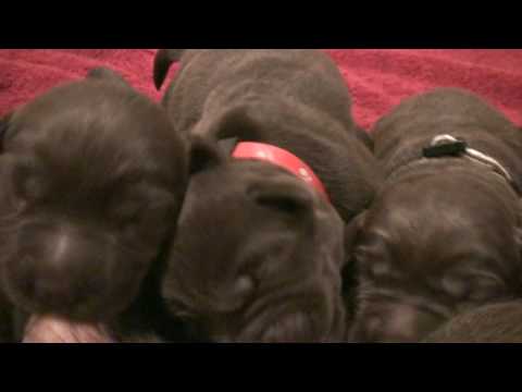 Day 06 – Cute Chocolate Labrador Retriever Puppies!