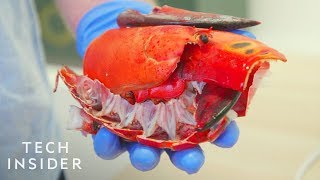 How Lobster Shells Could Replace Single-Use Plastic