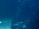 Universeum