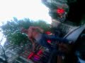 varen op de wallen