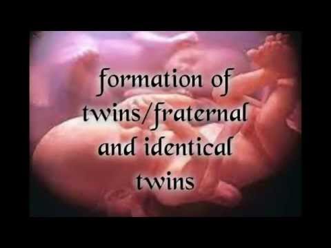 how to fertilize twins