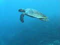 Green Back Turtle Has A Bite On Camera
