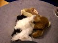 oreo and bunny