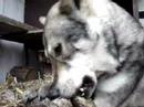 Saarloos Wolfhund Che Tala barft Teil1