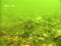 Tube anemone and flatfish