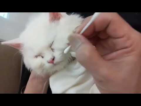 Tips on cleaning your cat (Eyes and nose)