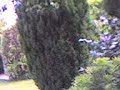 Magpie fight Magpie fight
