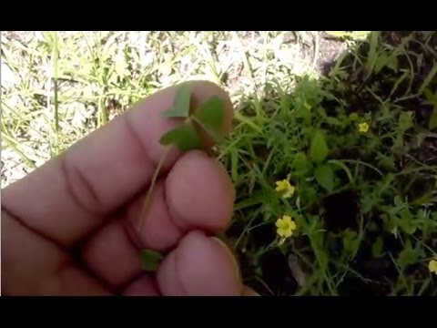 how to harvest jewelweed