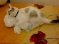 gato cogiendo peluche....!!!