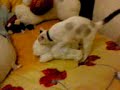 gato cogiendo peluche....!!!