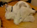 gato cogiendo peluche....!!!