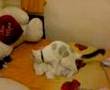 gato cogiendo peluche....!!!