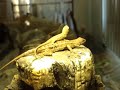 my lizard jumping