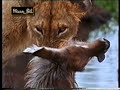 lions parlent marocaine part2     حلقة2 كلام اسود