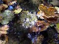 Autumn Reflections