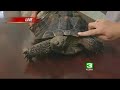 Desert Tortoise Visits KCRA 3 Desert Tortoise Visits KCRA 3